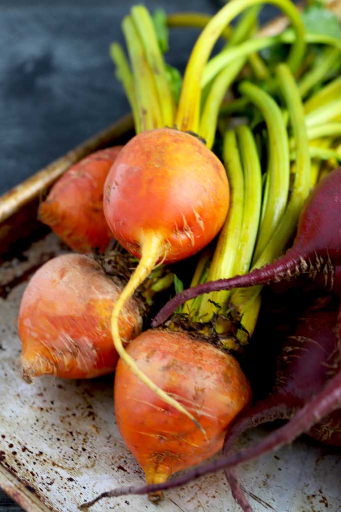 Golden and red beet bunches on a metal surface