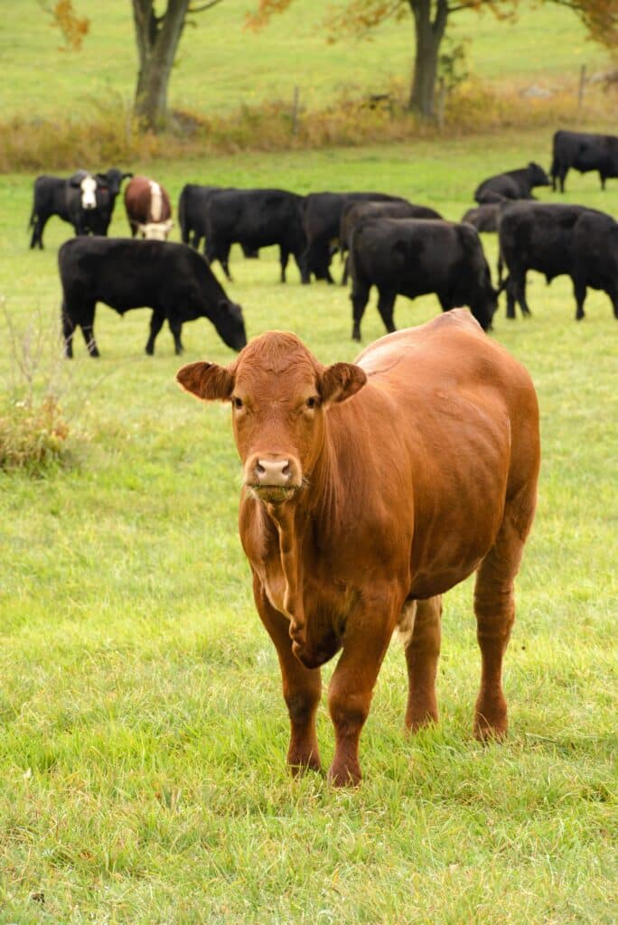 Animal Welfare