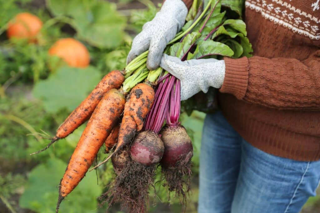 A gardener wearing work gloves holds a freshly harvested bunch of carrots and beets, still covered in soil, against a lush garden background with pumpkins visible in the distance.