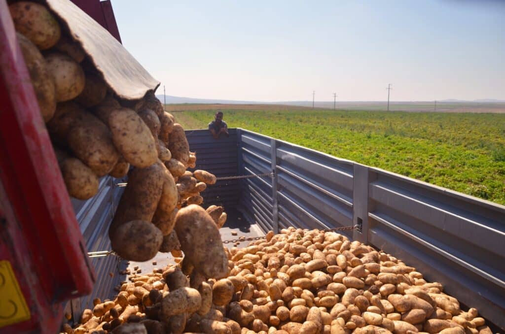 Freshly harvested potatoes pour from a harvesting machine into a large metal trailer in a field, with a worker visible in the background.