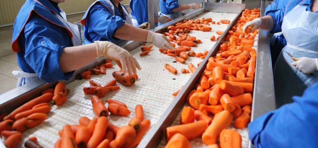 Workers in blue uniforms and latex gloves sort and inspect peeled carrots moving along industrial conveyor belts at a food processing facility.