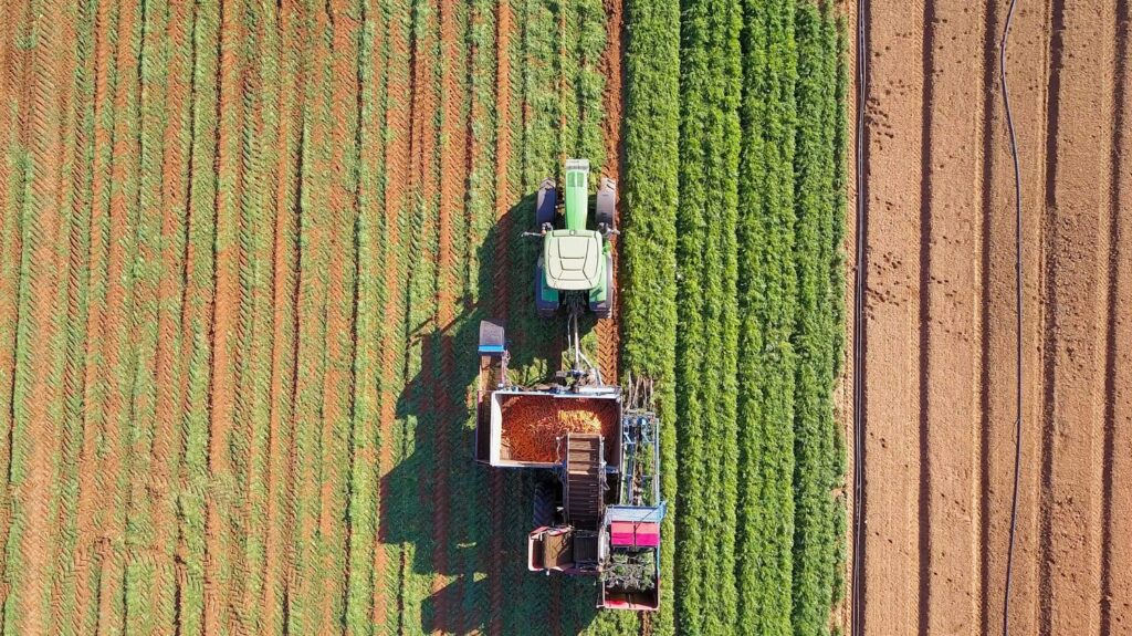 A bird's-eye view of a green harvesting machine and tractor working through long, parallel rows of crops on a large farm, with harvested carrots visible in the trailer bin.