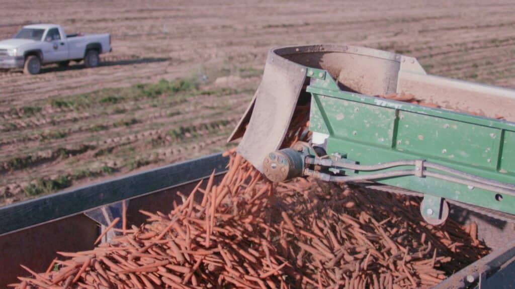 A mechanical harvester deposits a stream of freshly pulled carrots into a large metal bin in a flat, open field, with a pickup truck visible in the background.