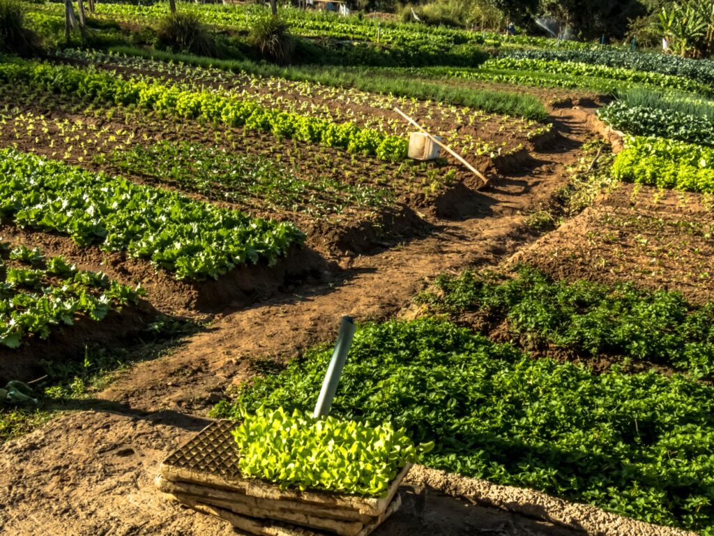 An aerial view of a thriving vegetable farm at golden hour, with neatly arranged rows of diverse crops stretching across rich, reddish-brown soil and a seedling tray in the foreground.