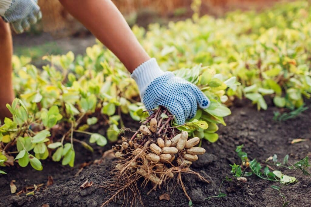 A gloved hand pulls a peanut plant from the ground, revealing a cluster of peanuts still attached to the roots, surrounded by a row of low-growing plants.