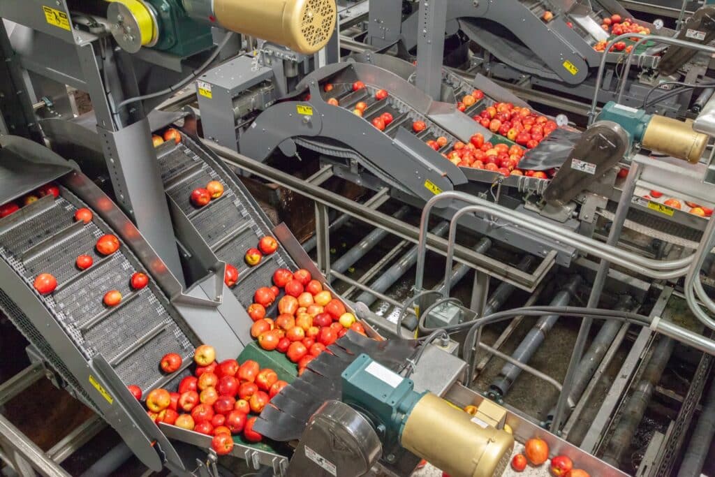 Red apples move through multiple industrial conveyor belts and sorting machinery at a large-scale food processing facility.