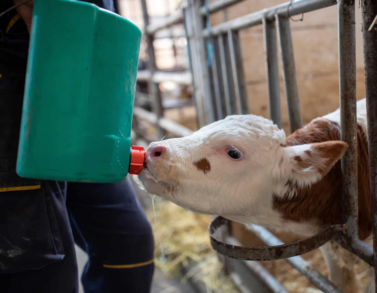 A dairy calf drinking from a green bucket fitted with a rubber nipple.