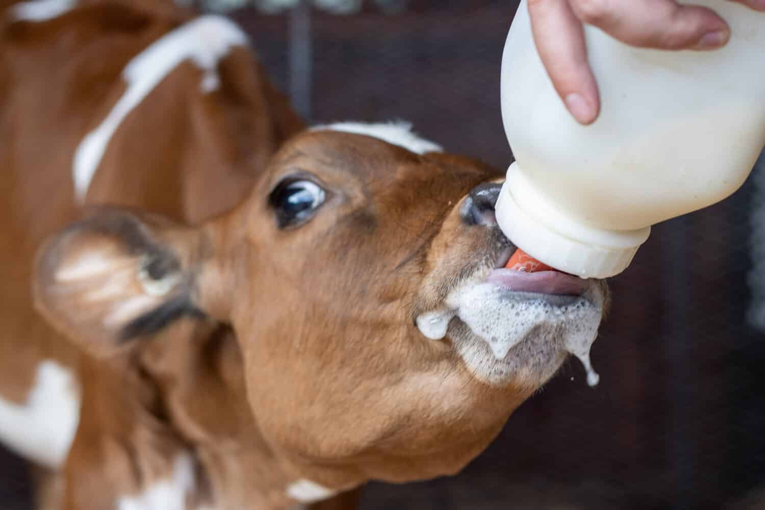 A calf drinking milk from a bottle held by a person's hand.