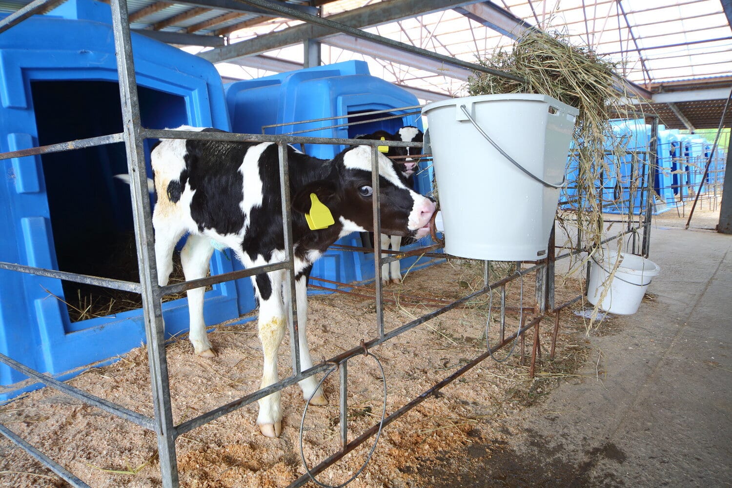 A Holstein calf in a small pen in front of a blue plastic hutch, with a bucket of hay.