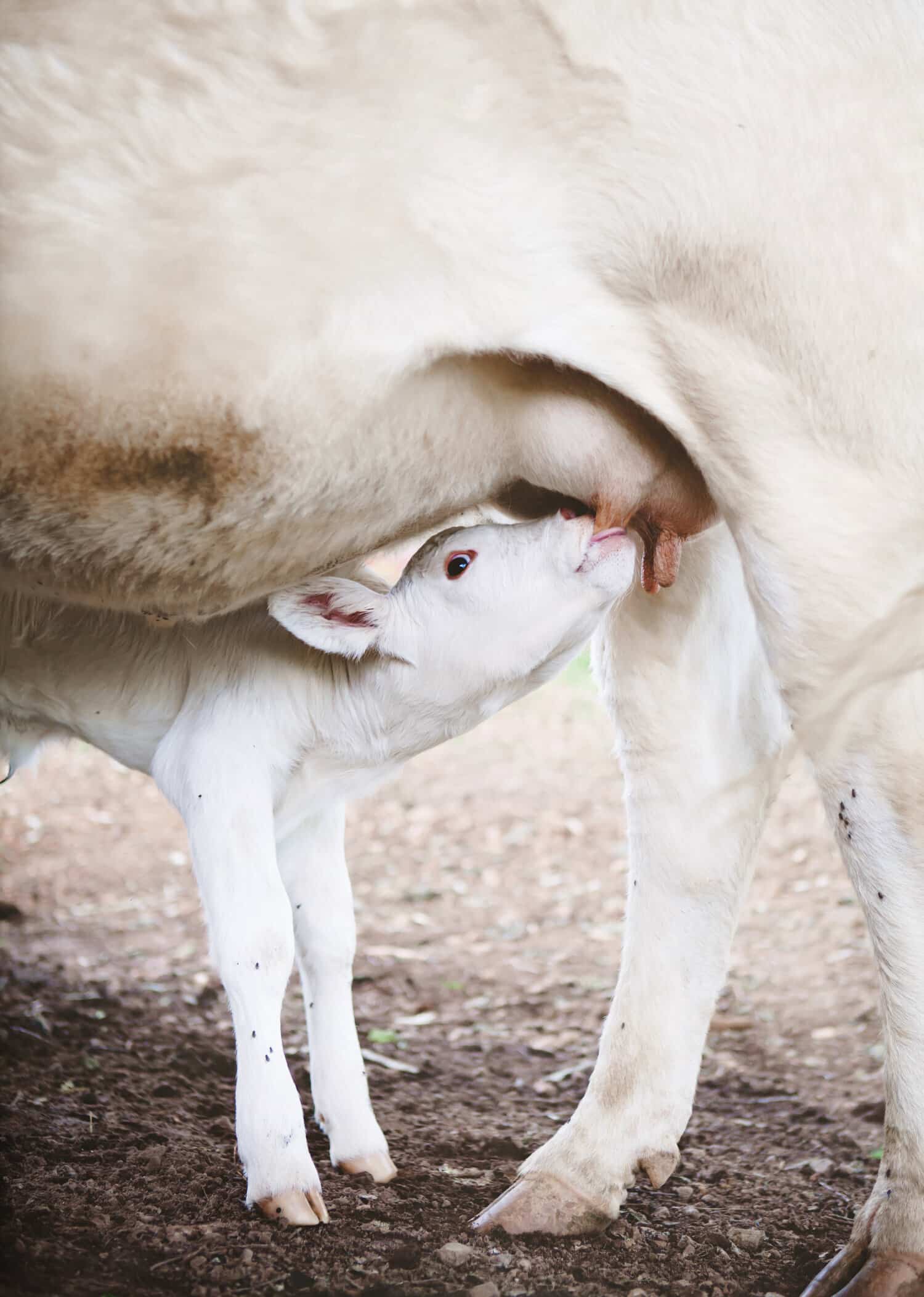A young calf nursing from its mother's udder.