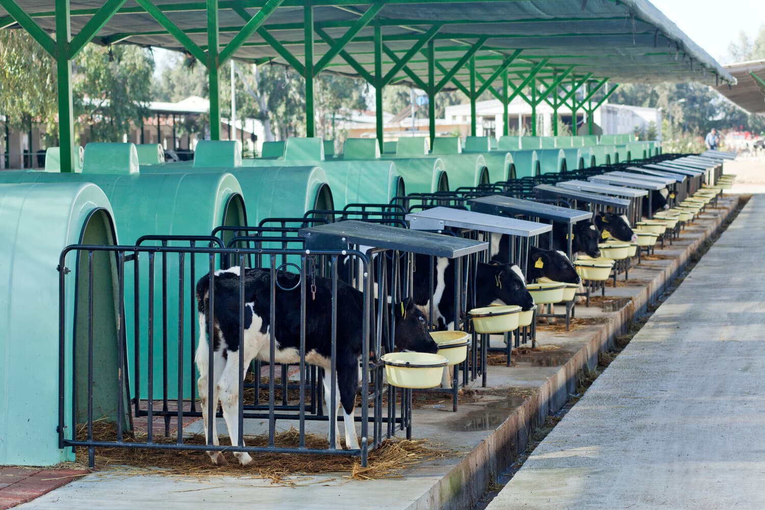 Young calves in a long row of individual pens under a shed roof.