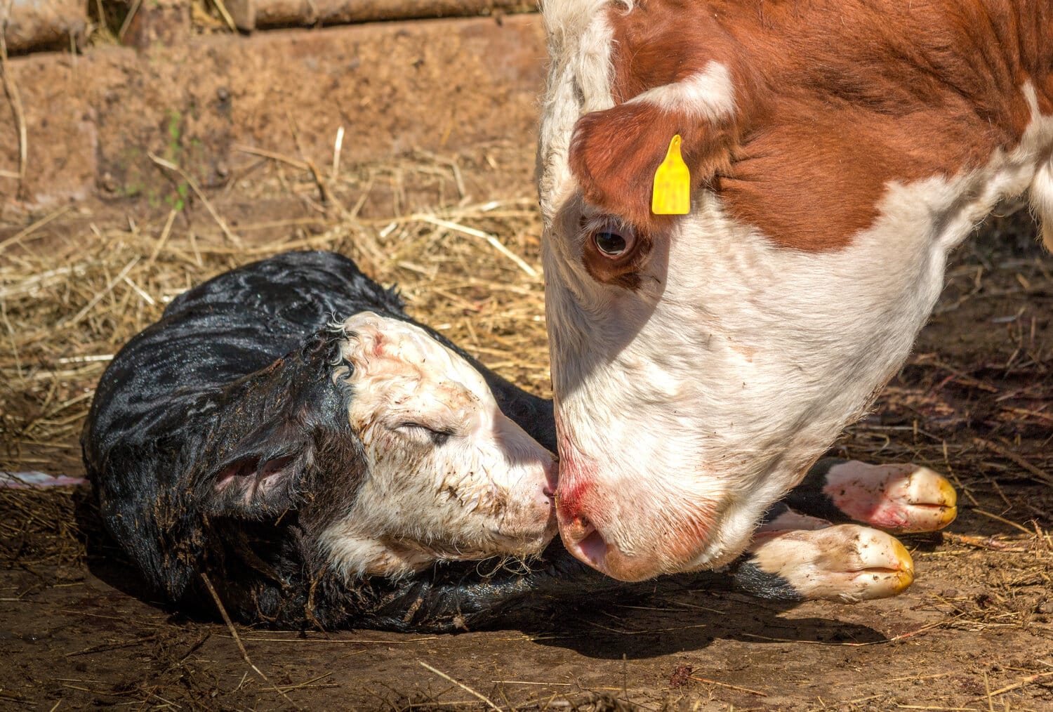 A cow licking her newborn calf in straw shortly after birth.