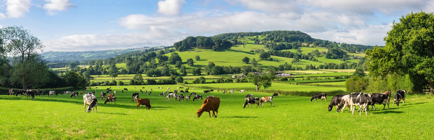 Dairy cows grazing on green pasture in rolling countryside.