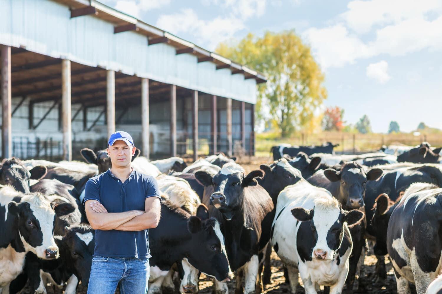 A dairy farmer with crossed arms standing in front of a herd of Holstein cows outside an open barn.