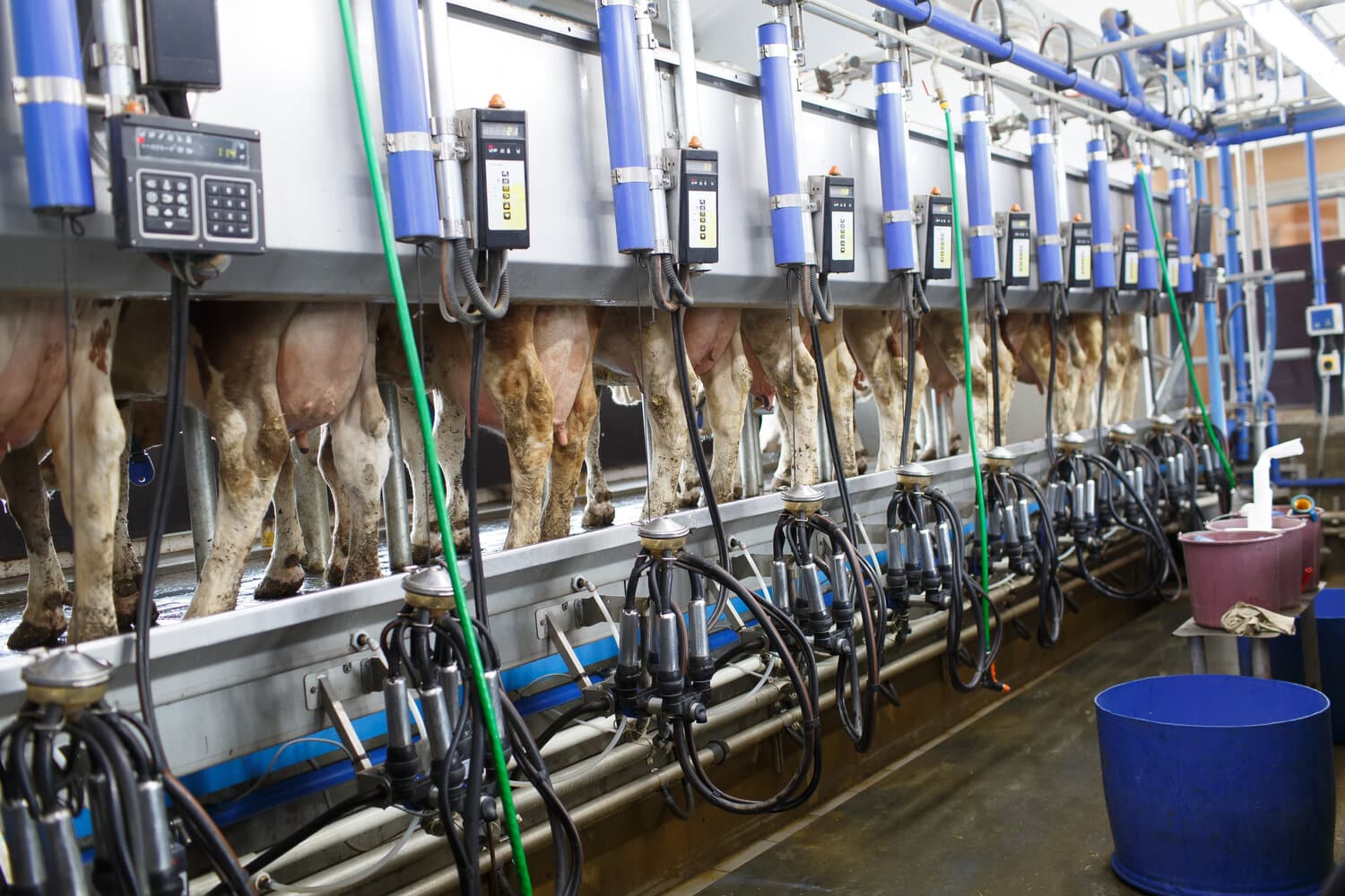 Holstein cows lined up in a milking parlor.