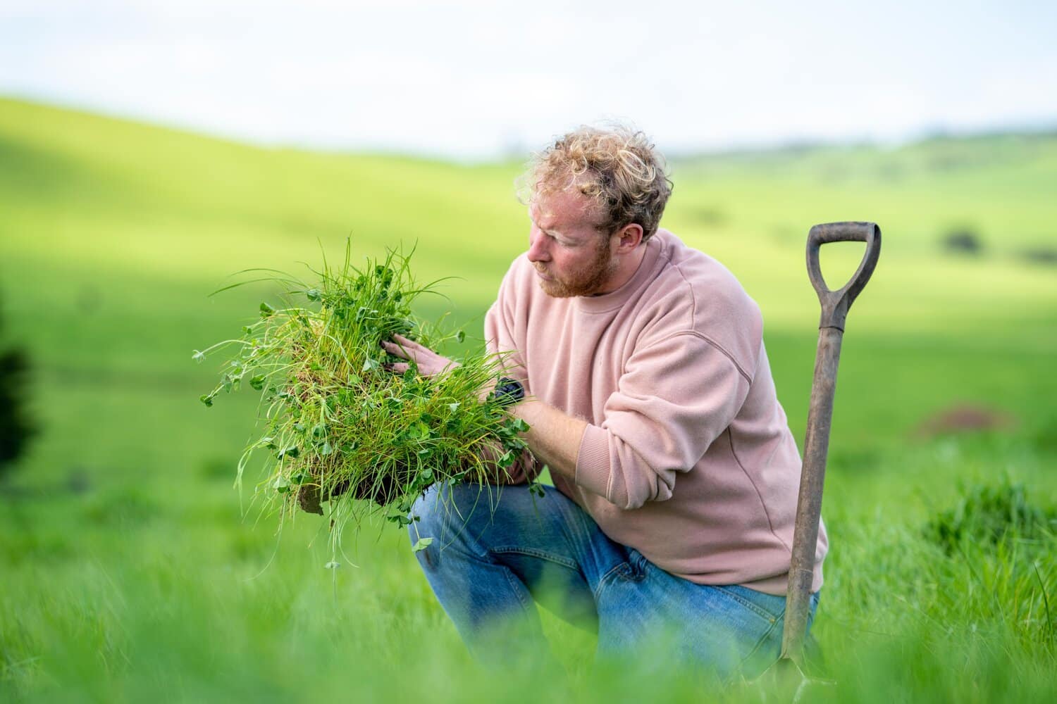 A farmer kneeling in a green pasture, holding up a clump of grass and clover with its roots and soil, a spade beside him.