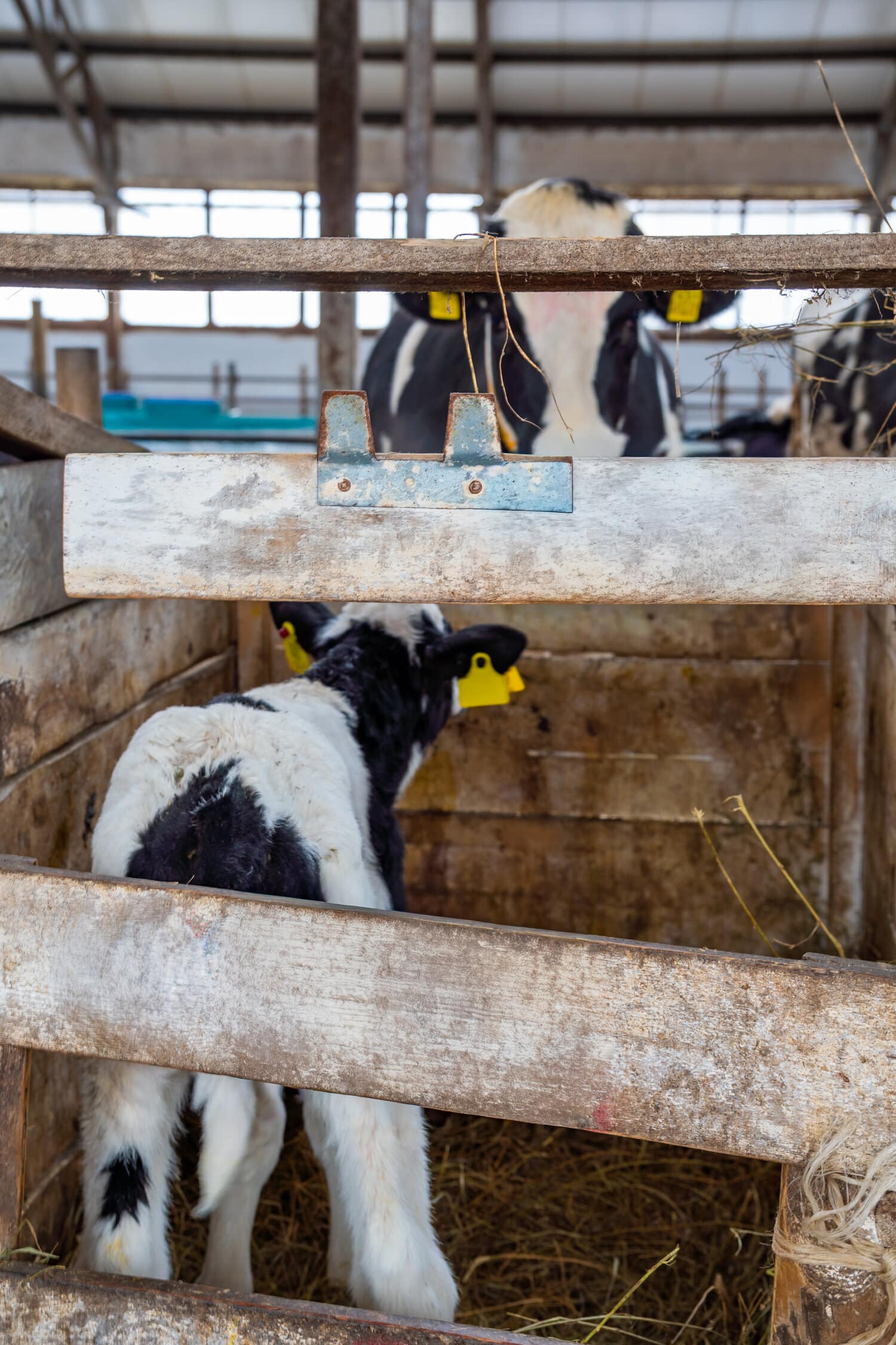A Holstein calf with an ear tag in a wooden pen inside a barn.