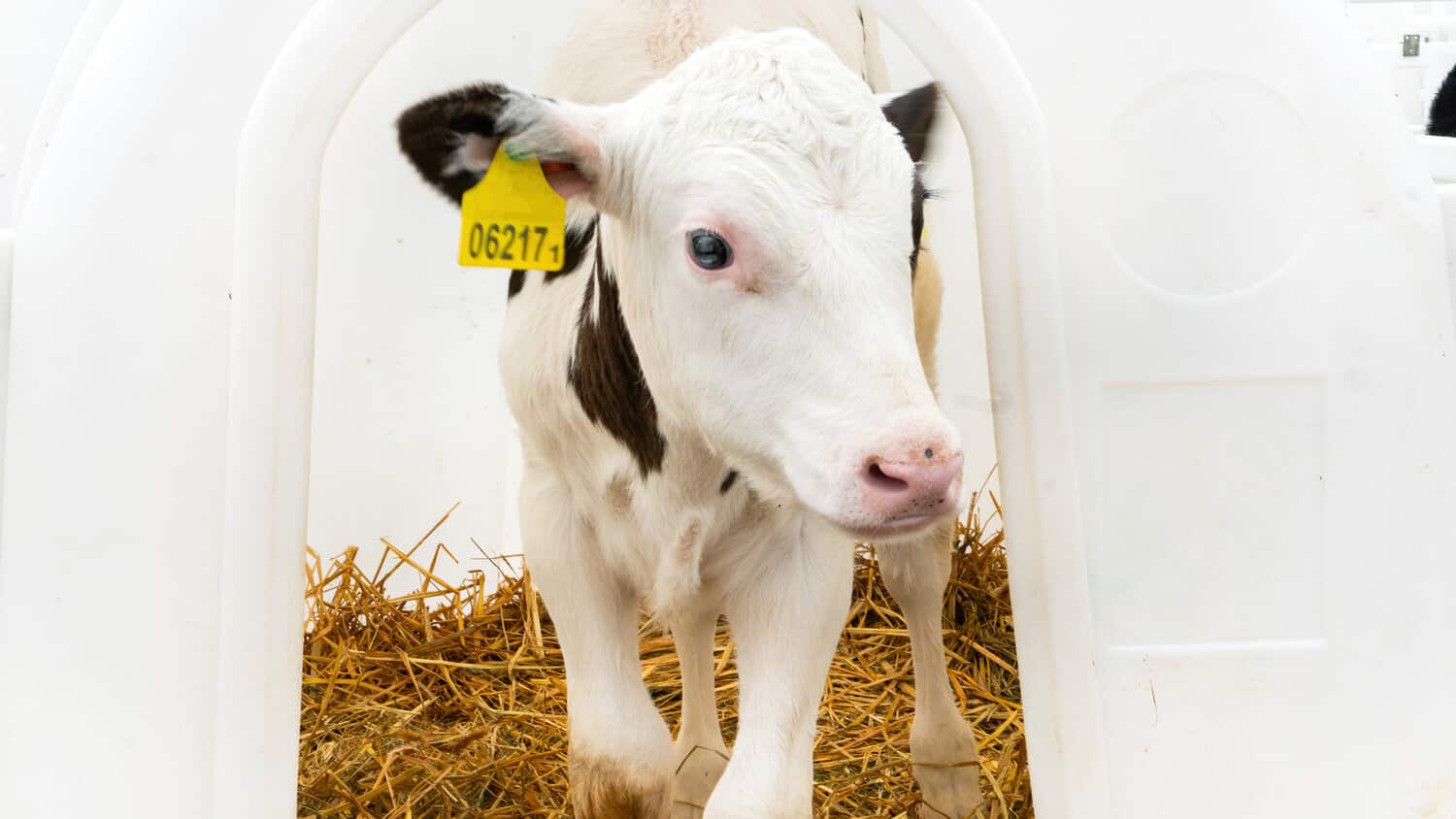 A young Holstein calf with a numbered yellow ear tag standing at the opening of a white hutch.