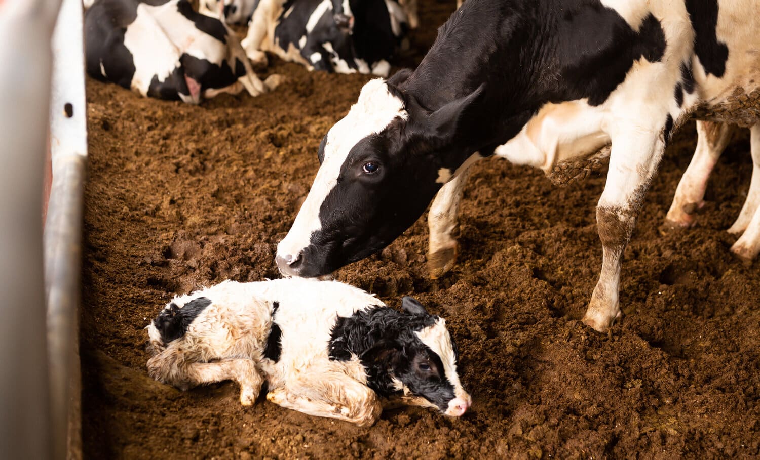 A Holstein cow nuzzling her newborn calf lying on bedding in a barn.
