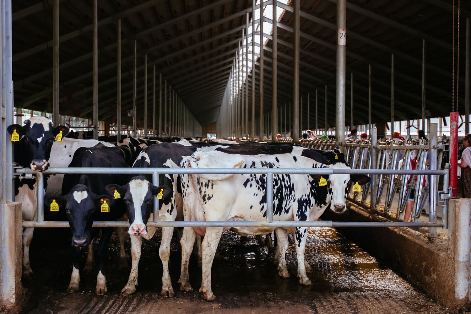 Holstein cows in a large indoor freestall barn, standing at metal headlocks.