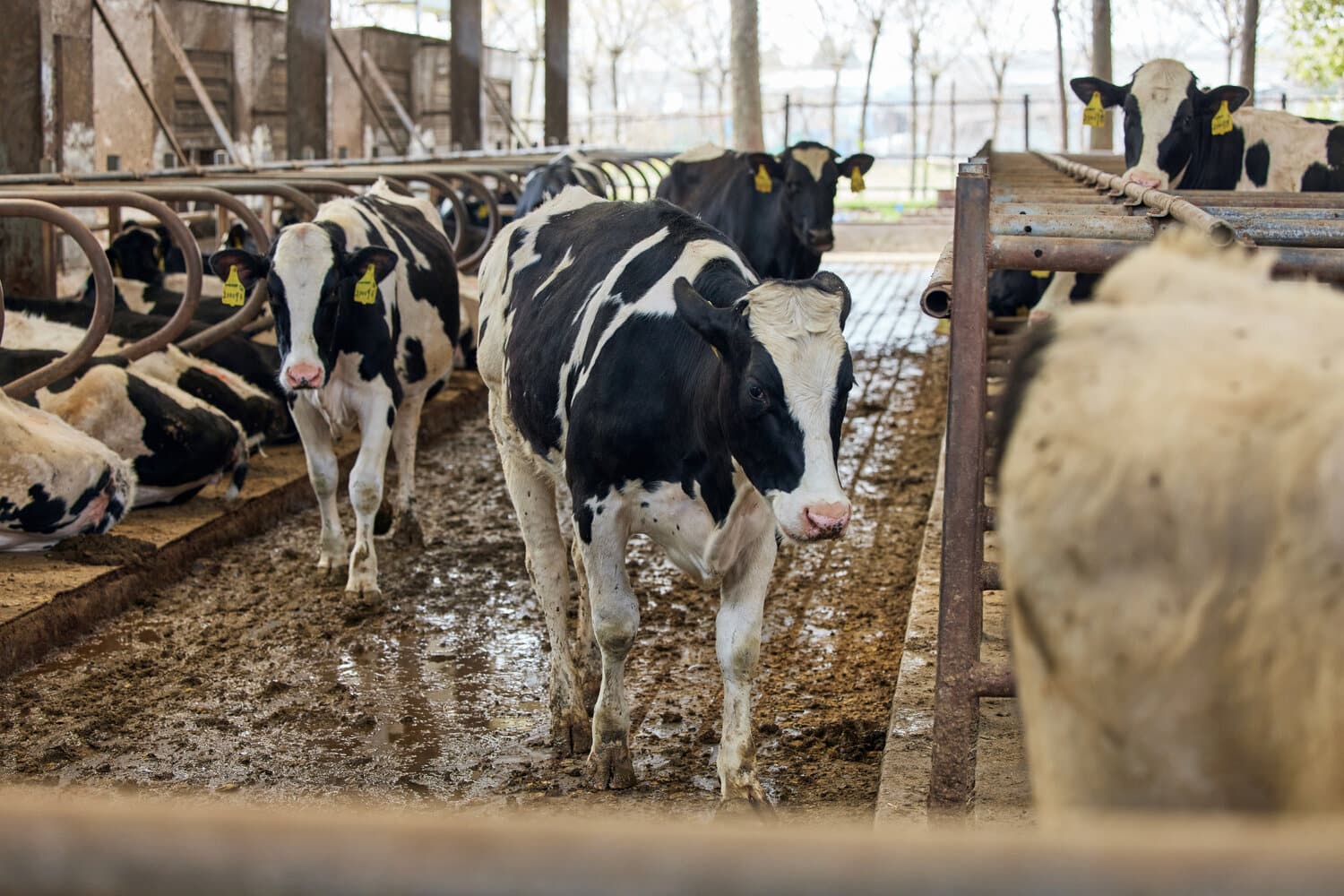 Holstein cows standing in a muddy freestall barn.