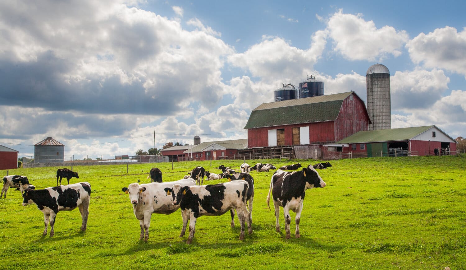 Holstein cows in a green pasture with a red barn and silos behind them.