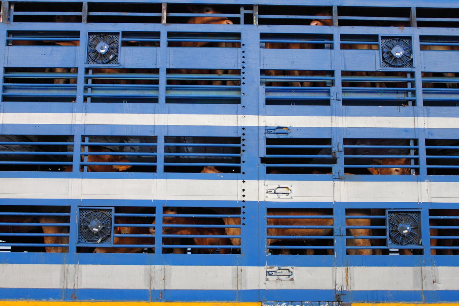 The side of a livestock transport trailer with ventilation slats.