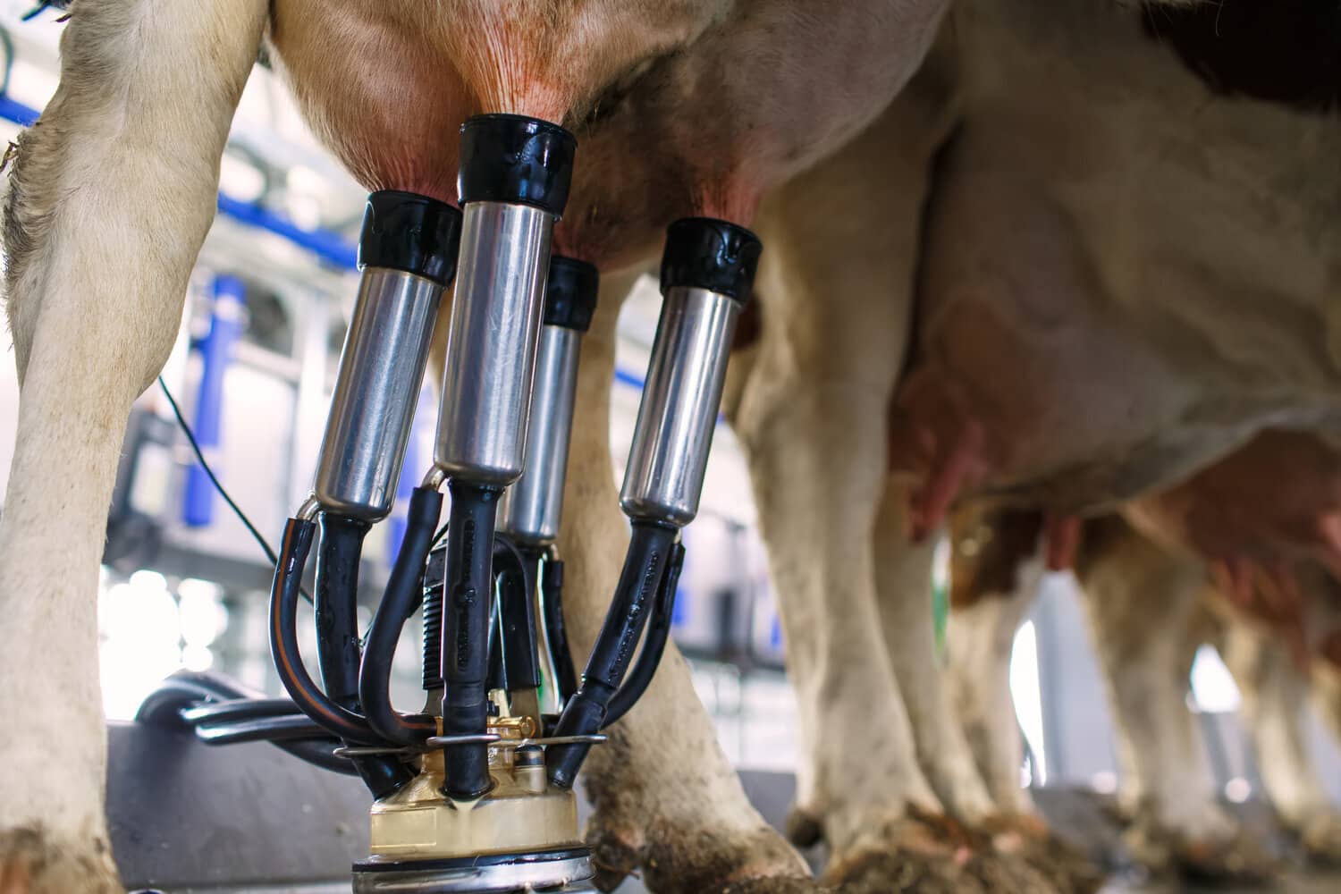 A milking machine cluster attached to a cow's udder in a milking parlor.