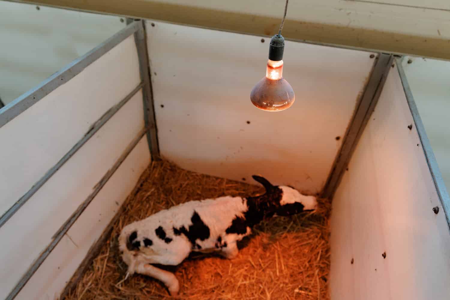 A newborn Holstein calf lying alone on straw in a pen under a heat lamp.