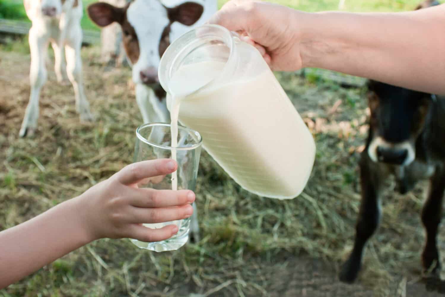 Milk being poured from a pitcher into a glass on a farm, with calves standing behind.