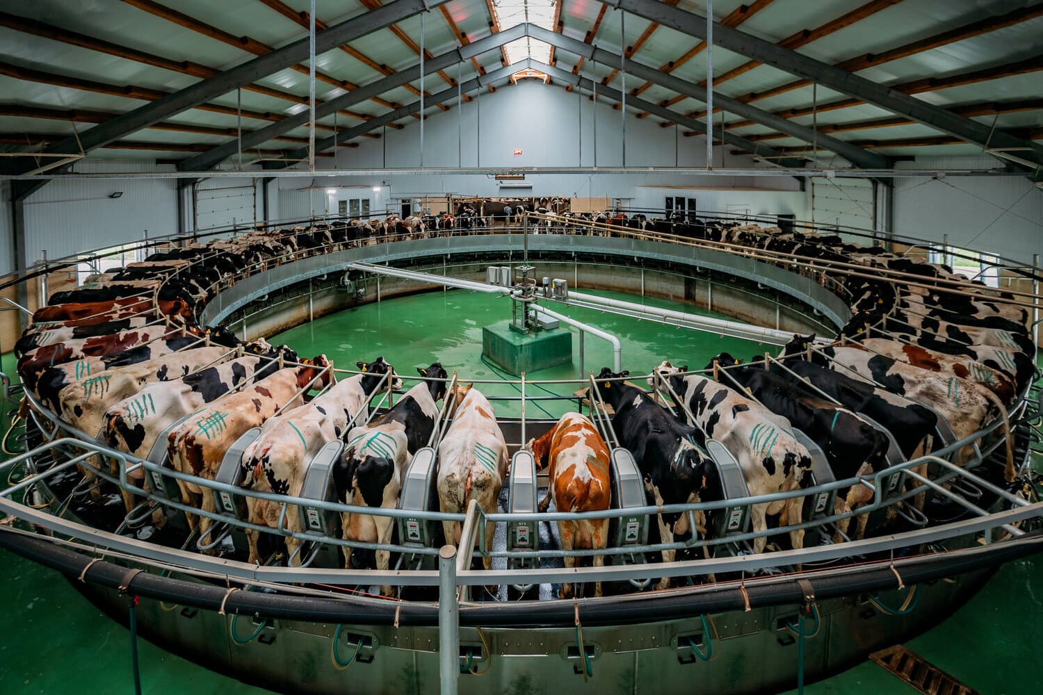 Overhead view of a large rotary milking parlor with cows in every stall.