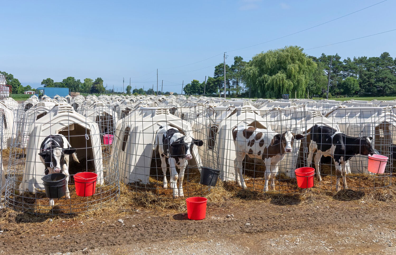 A row of white calf hutches, each with a calf and a red bucket in front.